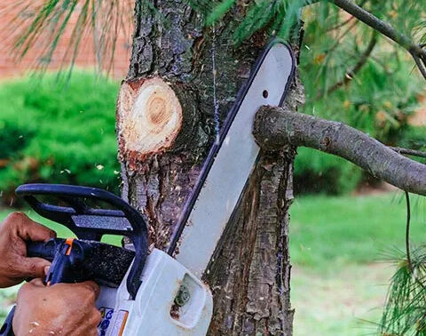 Tree Trimming Near me