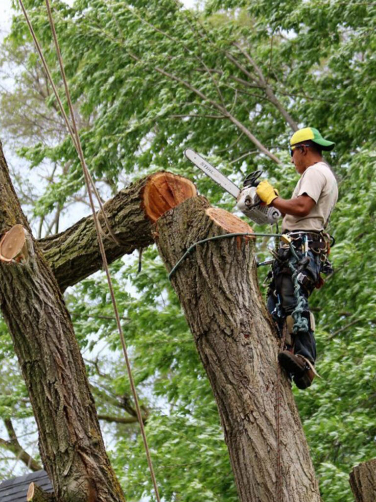 tree felling operational